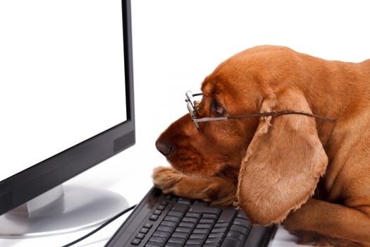 English cocker spaniel dog using keyboard and looking blank white screen with its glasses carefully, isolated on white background.