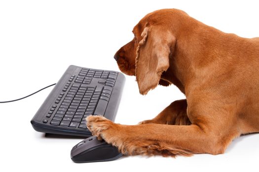 English cocker spaniel dog using mouse and keyboard, isolated on white background.