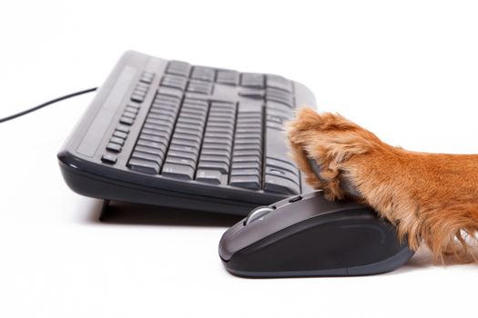 Close up view pathy of English cocker spaniel dog using mouse and keyboard, isolated on white background.