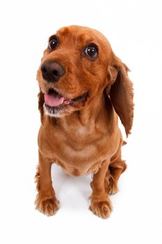 English cocker spaniel dog sitting and waiting command, isolated on white background.