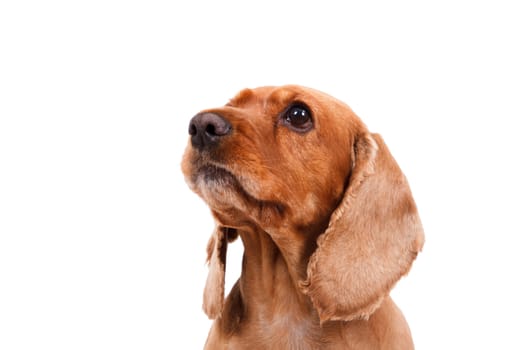 Portrait of English cocker spaniel dog looking up, isolated on white background.