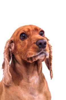English cocker spaniel dog, isolated on white background.