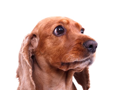 English cocker spaniel dog, isolated on white background.