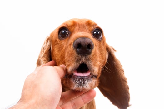 Hand touching English cocker spaniel dog, isolated on white background.