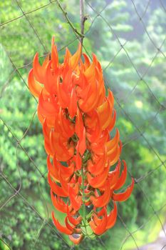 This kind of flower stems of vines. Flowers are bell rings