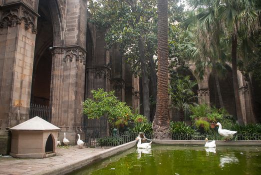 Gooses in Barcelona Cathedral yard