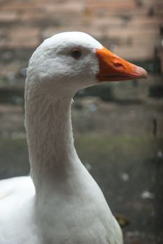 White Goose with orange nose in Barcelona Cathedral yard