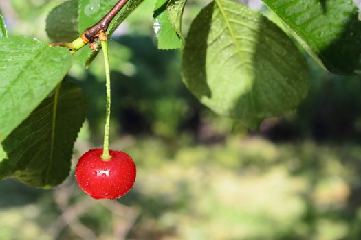 Cherry with dew drops hanging on a cherry tree branch