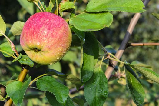 Red apple with dew drops on apple tree branch