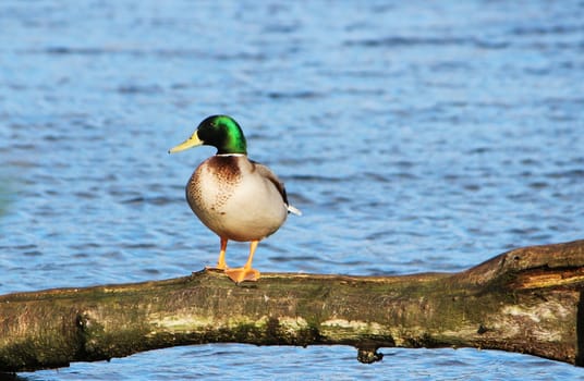 An image of an adult male Mallard duck.