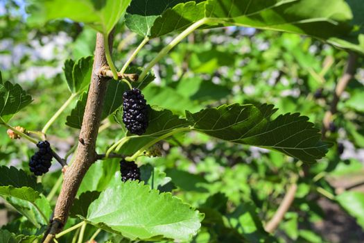 Mulberry on a tree branch