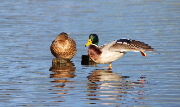 An image of male and female Mallard ducks.