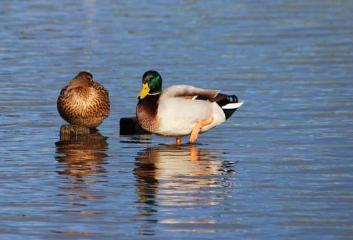 An image of male and female Mallard ducks.