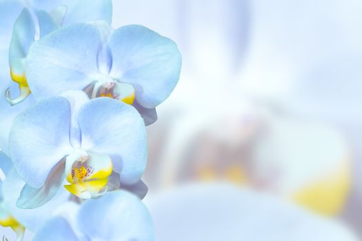 Romantic blue orchids flowers on pastel blurred background