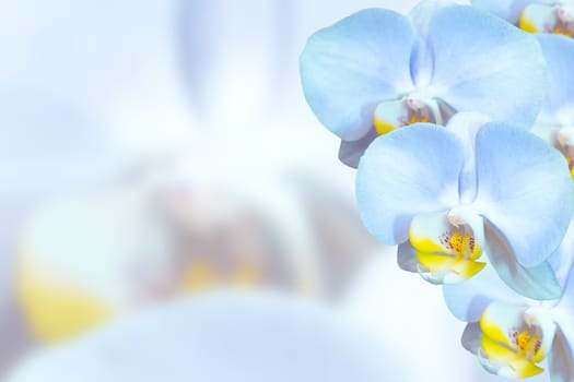 Delicate orchids with blue flowers on blurred ilght background