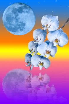 Branch of the blue orchid flower and big blue moon reflicted in water against sunrise background