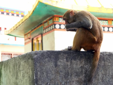 Wild monkey in Swayambhunath temple on the outskirts of Kathmandu, Nepal. Unesco world heritage site (aslo known as "monkey temple")