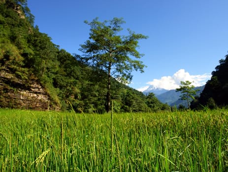Green rice fields landscape, trek to Annapurna Base Camp in Nepal