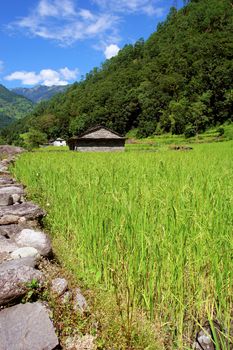 Rice fields and village. Himalayan landscape, Nepal