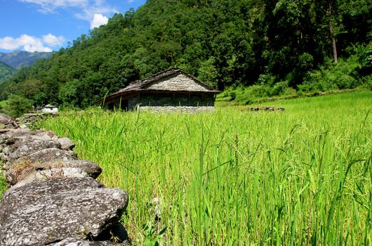 Rice fields and village. Himalayan landscape, Nepal