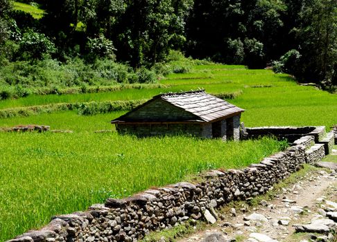 Rice fields and village. Himalayan landscape, Nepal