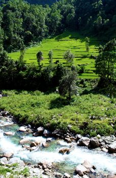 Green rice fields and mountain river landscape, trek to Annapurna Base Camp in Nepal