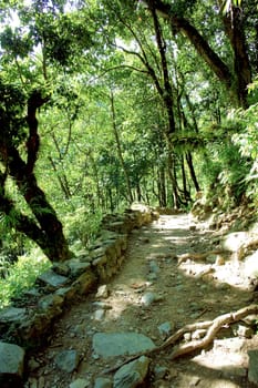 Beautiful himalayan forest landscape, trek to Annapurna Base Camp in Nepal

                               