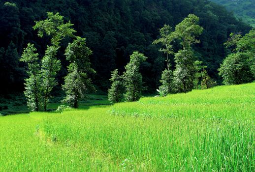 Green rice fields and mountain river landscape, trek to Annapurna Base Camp in Nepal