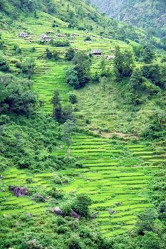 Green rice fields and mountain river landscape, trek to Annapurna Base Camp in Nepal
