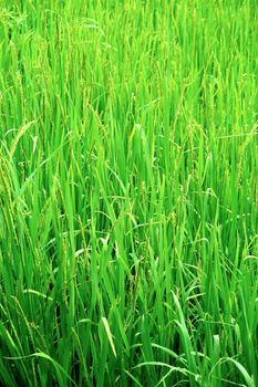 Green rice field texture wallpaper, Nepal