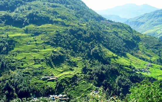 Beautiful himalayan forest landscape, trek to Annapurna Base Camp in Nepal