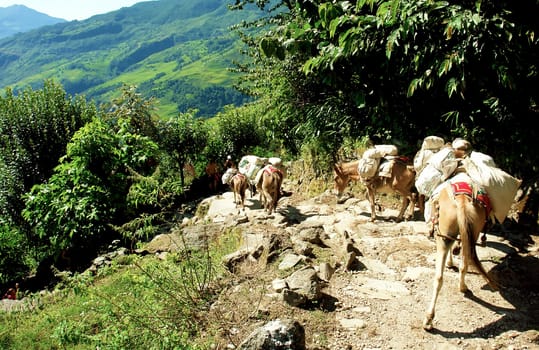 Beautiful himalayan forest landscape, trek to Annapurna Base Camp in Nepal

                               