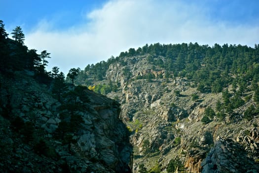 Trees, mountains and nature in Colorado