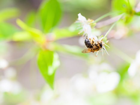 Honey bee enjoying blossoming cherry tree on a lovely spring day