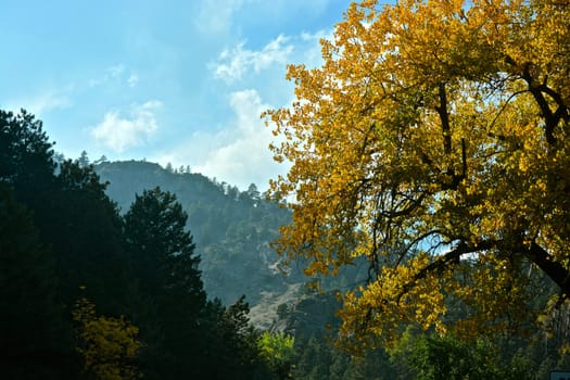 Trees, mountains and nature in Colorado