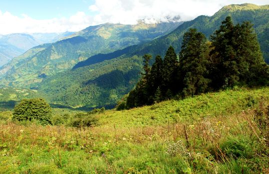 Beautiful himalayan forest landscape, trek to Annapurna Base Camp in Nepal

                               