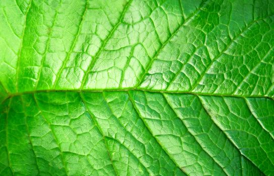 Green plant leave, detail pattern