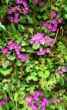 Flowerbed covering Nepal plant, detail pattern