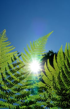 Fern leaf pattern detail in sunlight background