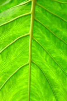 Green plant leave, detail pattern