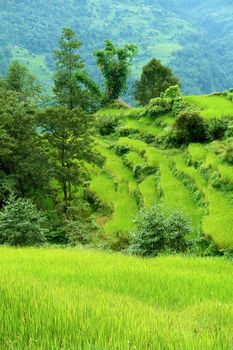 Green rice fields and mountain river landscape, trek to Annapurna Base Camp in Nepal