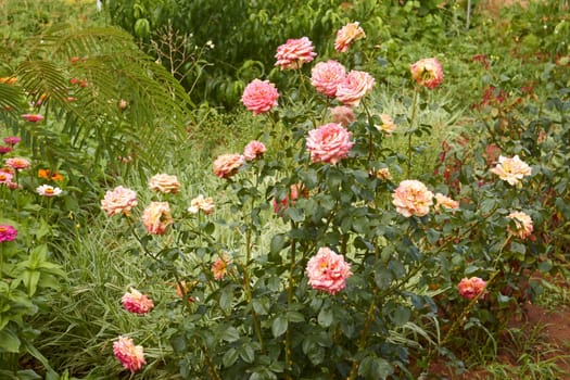 Rose bushes and other flowers blooming in the flowerbed in summertime