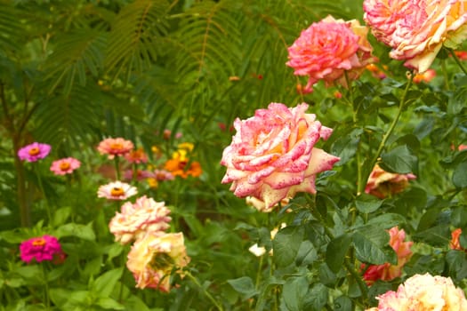 Rose blooming in the flowerbed close-up in summertime