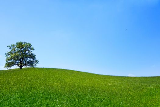 Lonely tree on a green meadow with blue cloudless sky