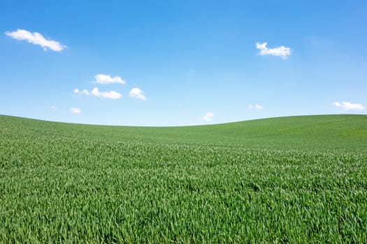 green field and blue sky