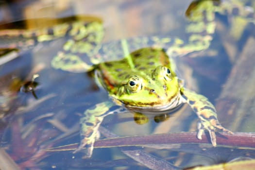 Detail view of a large green water frog