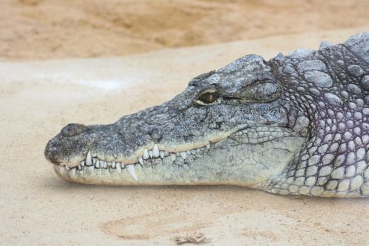 Detail view of a crocodile on the water tepid gestures