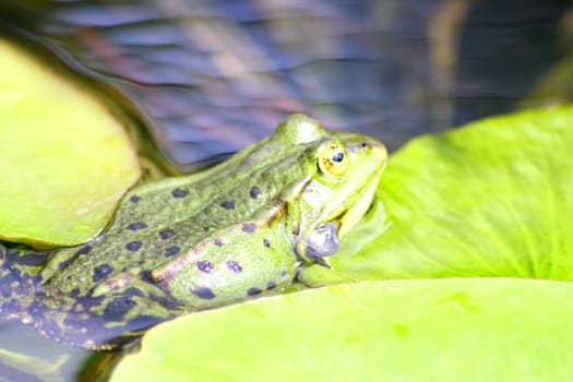 Detail view of a large green water frog