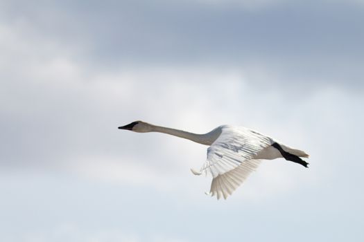 Graceful adult white trumpeter swan Cygnus buccinator flying in sky full of clouds with neck extended as it migrates to its arctic nesting grounds with copyspace