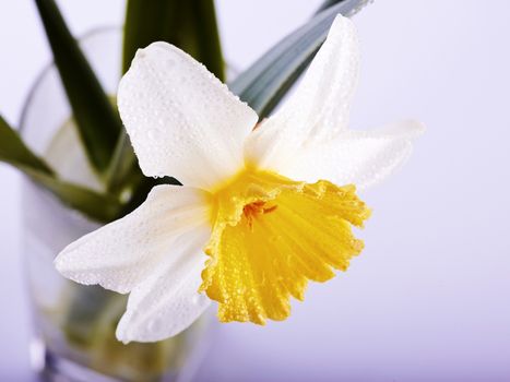 White with yellow a narcissus. Narcissus flower. Flower on a white background. Spring flower.